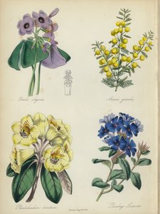 Englantilainen kukkapuutarha: (väri litossa): Oxalis elegans, Acacia grandis, Rhododendron lanatum, Plumbago Larpentae tekijältä English School