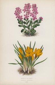 Erinus alpinus; Crocus Aucheri (värilitro). tekijältä English School