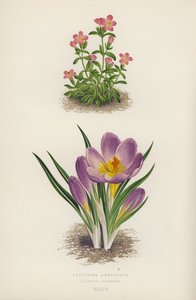 Erythraea Aggregata; Crocus Sieberi (värilitho) tekijältä English School