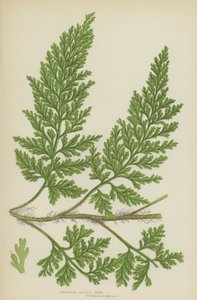 European Bristle Fern (väri litho) tekijältä English School