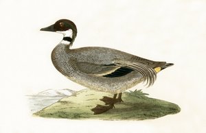 Falcated Teal, kuvitus Charles Robert Breen (1811-86) teoksesta "A History of the Birds of the Birds of the British Islands", julkaistu 1867 tekijältä English School