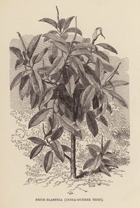 Ficus Elastica, intialainen kumipuu (kaiverrus) tekijältä English School