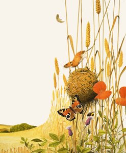 Field mouse at butterflyfinn