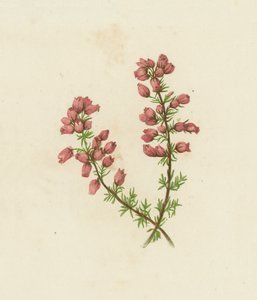 Hienolehtinen kanerva, Erica Cinerea (värilitro) tekijältä English School