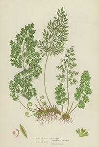 Fine Leaved Gymnogram, Persley Fern (väri litho) tekijältä English School