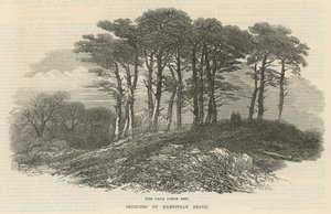 Kuusi lähellä pohjoispäätä, Hampstead Heath tekijältä English School