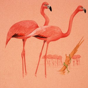 Flamingot tekijältä English School