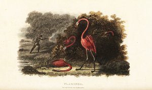 Flamingot katsovat hämmästyneenä, kun metsästäjä teurastaa kumppaninsa tekijältä English School