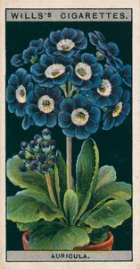 Kukkaviljely ruukuissa: Alppien Auricula (chromolitho) tekijältä English School