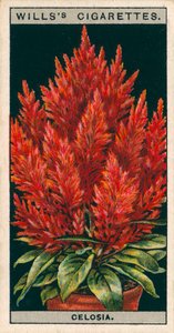 Kukkaviljely ruukuissa: Celosia (chromolitho) tekijältä English School