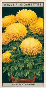 Kukkaviljely ruukuissa: Kääpiö krysanteemi (chromolitho) tekijältä English School