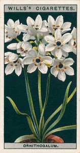 Kukkaviljely ruukuissa: Ornithogalum (chromolitho) tekijältä English School