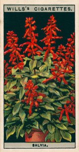 Kukkaviljely ruukuissa: Salvia (chromolitho) tekijältä English School