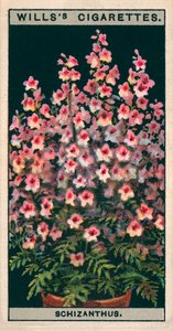 Kukkaviljely ruukuissa: Schizanthus tai perhonen kukka (chromolitho) tekijältä English School
