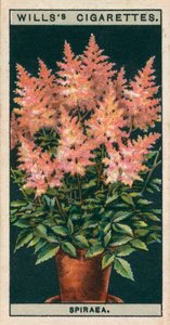 Kukkaviljely ruukuissa: Spiraea (chromolitho) tekijältä English School