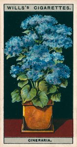Kukkaviljely ruukuissa: Cineraria (chromolitho) tekijältä English School