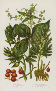 Ison-Britannian kukkivat kasvit: Black Briony, Herb Paris, Common Asparagus, Butchers Broom (väri litho) tekijältä English School