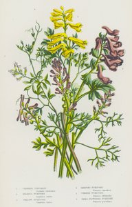 Ison-Britannian kukkivat kasvit: Fumitory (väri litossa): Climbing Corydalis, Bulbous Fumitory, Yellow Fumitory, Ramping Fumitory, Common Fumitory, Small Flowered Fumitory tekijältä English School