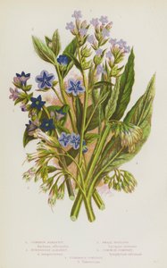 Ison-Britannian kukkivat kasvit: Common Alkanet, Evergreen Alkanet, Small Bugloss, Common Comfrey, Tuberous Comfrey (värilitho) tekijältä English School