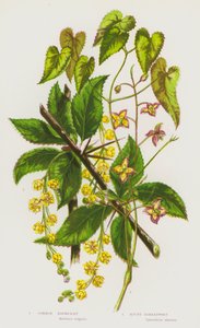 Ison-Britannian kukkivat kasvit: Barberry, Alpine Barrenwort (väri litho) tekijältä English School