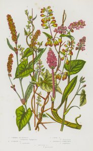 Ison-Britannian kukkivat kasvit: Tattari, Kiipeilytattari, Copse Tattari, Amphibious Persicaria, Spotted Persicaria (värilitho) tekijältä English School