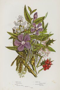 Ison-Britannian kukkivat kasvit: Harillinen holly, privet, tavallinen saarni, pieni Periwinkle, Greater Periwinkle (värilitho) tekijältä English School