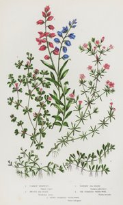 Ison-Britannian kukkivat kasvit: (väriliitossa): Common Milkwort, Smooth Sea-Heath, Powdery Sea-Heath, Six-Stamed Water-Wort, Eight-Stamed Water-Wort (väriliitossa) tekijältä English School