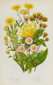 Ison-Britannian kukkivat kasvit: Elecampane, Ploughmans Spikenard, Golden Samphire, Common Flea Bane, Small Flea Bane, Common Daisy (väriliitossa). tekijältä English School