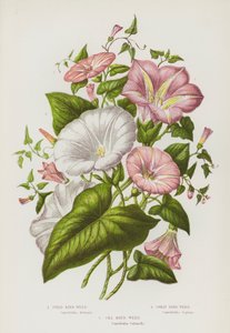 Ison-Britannian kukkivat kasvit: Field Bindweed, Great Bindweed, Sea Bindweed (värilitho) tekijältä English School