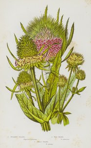 Ison-Britannian kukkivat kasvit: Fullers Teasel, Wild Teasel, Small Teasel (väri litho) tekijältä English School