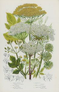 Ison-Britannian kukkivat kasvit: Garden Angelica, Wild Angelica, Sea Hogs Fenkoli, Marsh Hogs Fenkoli, Leveälehtinen Sian fenkoli, Harvinainen palsternakka (väri litho) tekijältä English School