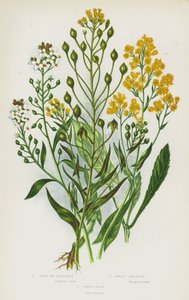 Ison-Britannian kukkivat kasvit: Gold of Pleasure, Sweet Alyssum, Dyer