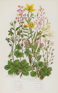 Ison-Britannian kukkivat kasvit: Munuaismuotoinen saksifrage, London Pride, Starry Saxifrage, Alpine Clustered Saxifrage, Purple Mountain Saxifrage, Yellow Marsh Saxifrage, Yellow Mountain Saxifrage, White Meadow Saxifrage, Rooping Bulbous Saxifrage, Alpin tekijältä English School