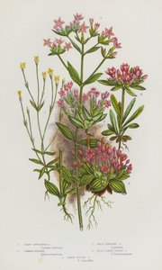 Ison-Britannian kukkivat kasvit: Vähiten Gentianella, Common Centaury, Dwarf Branched Centaury, Broad Leaved Tufted Centaury, Dwarf Tufted Centaury (väri litho) tekijältä English School