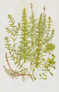 Ison-Britannian kukkivat kasvit: Mares Tall, Worlled Water Milfoil, Spiked Water Milfoil, Vaihtoehtoinen kukkainen Water Milfoil, Water Star-Wort, Pedunculated Water Star Wort, Autumnal Water Sort Wort (väri litho) tekijältä English School