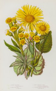 Ison-Britannian kukkivat kasvit: Marsh Flea Wort, Field Flea Wort, Great Leopard