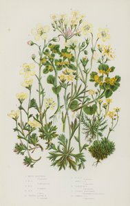 Ison-Britannian kukkivat kasvit: Mossy Saxifrage, Mossy Saxifrage, Mossy Saxifrage, Mossy Saxifrage, Tufted Alpine Saxifrage, Tufted Alpine Saxifrage, Mossy Alpine Saxifrage, Geranium Saxifrage, Golden Saxihofrage tekijältä English School