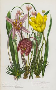 Ison-Britannian kukkivat kasvit: Mountain Lloydia, Wild Tulip, Common Fritillary or Snake