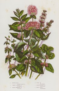Ison-Britannian kukkivat kasvit: Pepper Mint, Water Capitate Mint, Marsh Whorled Mint, Corn Mint, Kapealehtinen minttu, Penny Royal (väri litho) tekijältä English School