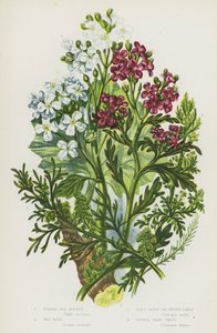 Ison-Britannian kukkivat kasvit: Purple Sea Rocket, Sea Kale, Wart Cress tai Swines Cress, Lesser Wart Cress (väri litho) tekijältä English School