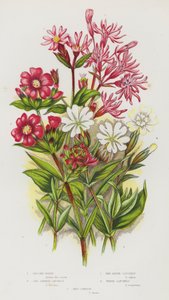 Ison-Britannian kukkivat kasvit: Ragged Robin, Red German Catchfly, Red Alpine Catchfly, White Catchfly, Red Campion (väri litho) tekijältä English School