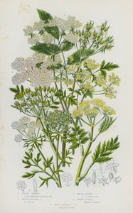 Ison-Britannian kukkivat kasvit: Rough Chervil, Tawny Fruited Chervil, Broad-Leaved Chervil, Sweet Cicely, Wild Porkkana (väri litho) tekijältä English School