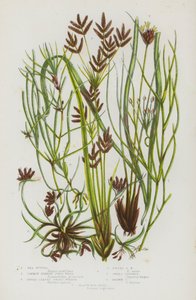Ison-Britannian kukkivat kasvit: Ruppia, Common Horned Pond Weed, Broad Leaved Grass Wrack, Dwarf Grass Wrack, Sweet Cyperus, Brown Cyperus, Black Bog Rush (väri litografia). tekijältä English School