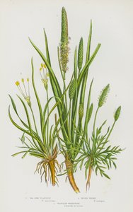 Ison-Britannian kukkivat kasvit: Plantain Shoreweed (väri litografia). tekijältä English School