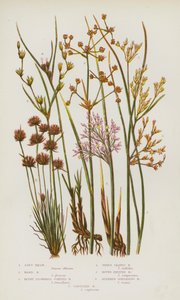 Ison-Britannian kukkivat kasvit: Soft Rush, Hard Rush, Blunt Flowered Jointed Rush, Three Leaved Rush, Round Fruited Rush, Slender Spreading Rush, Capitate Rush (värilitho) tekijältä English School