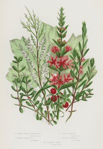 Ison-Britannian kukkivat kasvit: Spiked Purple Loosestrife, Iisop Leaved Purple Loosestrife, Water Pursiane, Englanti Tamarisk, Red Berried Briony (väri litho) tekijältä English School