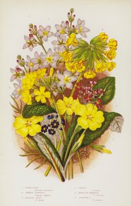 Ison-Britannian kukkivat kasvit: Vesivioletti, Primrose, Jacquins Oxlip, Cowslip, Birds Eye Primrose, Scottish Primrose (väri litho) tekijältä English School