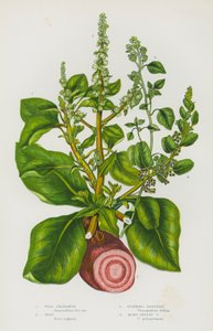 Ison-Britannian kukkivat kasvit: villiamarantti, juurikas, haiseva hanhenjalka, monisiemeninen hanhenjalka (väri litho) tekijältä English School