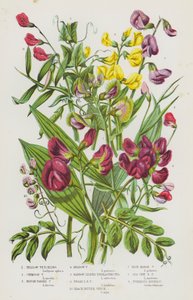 Ison-Britannian kukkivat kasvit: Keltainen vihkonen, Crimson Vetchling, Rough Podded Vetchling, Meadow Vetchling, Kapealehtinen ikuinen herne, leveälehtinen ikuinen herne, Black Bitter Vetch, Blue Marsh Vetchling, Sea Side Everlasting Herne, Mukula tekijältä English School
