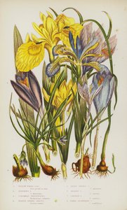 Ison-Britannian kukkivat kasvit: Keltainen vesiiiris, Haiseva Iris, Columnas Trichonema, Purple Spring Crocus, Least Spring Crocus, Golden Crocus, Saffron Crocus, Naked-Flowering Crocus (väri litho) tekijältä English School